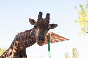 ritratto di una giraffa foto