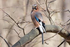 eurasiatico ghiandaia Garrulus glandarius foto