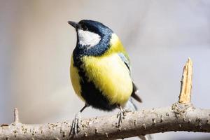 il uccello parco nel inverno foto