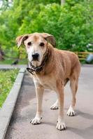 cane su il strada foto