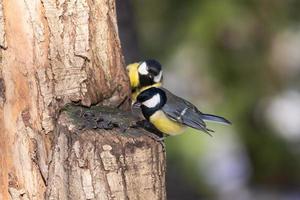 grande tetta parus maggiore foto