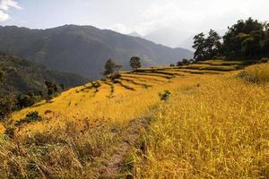 vista del campo di riso terrazzato dorato in nepal