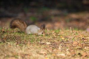 scoiattolo nel il autunno parco foto