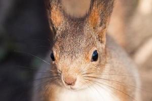 scoiattolo nel il autunno parco foto