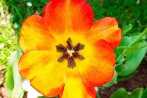 fiore rosso tulipano macro foto