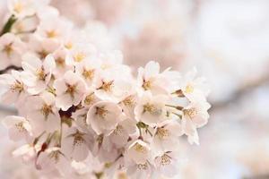fiori di ciliegio in piena fioritura foto