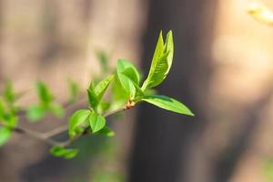 primavera le foglie e mini cuffie foto