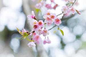 Sakura, fiore di ciliegio
