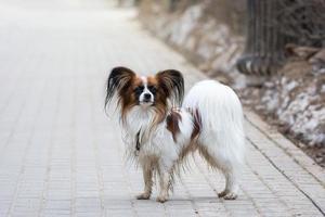 papillon cane all'aperto ritratto foto