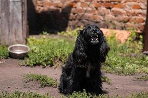 cocker spaniel guardia il Casa foto