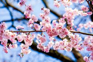 primavera sakura fiore rosa