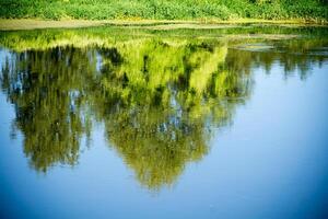 alberi riflessione nel il fiume foto