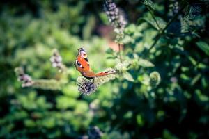 Mentha pianta nel un' casa giardino foto