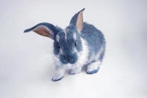 carino poco blu coniglio è seduta su un' bianca sfondo. il concetto di il nuovo anno, Pasqua. 2023 anno di il nero acqua coniglio foto