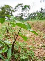 piccolo taro pianta cresce selvaggio nel il giardino foto