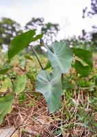 piccolo taro pianta cresce selvaggio nel il giardino foto