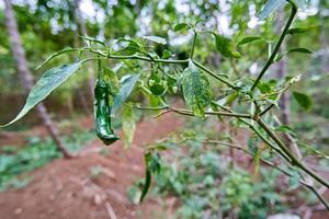 avvicinamento di fresco Riccio peperoncini pronto per essere scelto. in crescita nel il cortile. foto