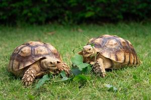 tartaruga mangiare un' foglia di verdura o erba su un' verde sfondo. animale alimentazione centrochelys sulcata foto