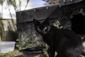 abbandonato nero gatto su il strada foto