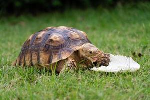 tartaruga mangiare un' foglia di verdura o erba su un' verde sfondo. animale alimentazione centrochelys sulcata foto