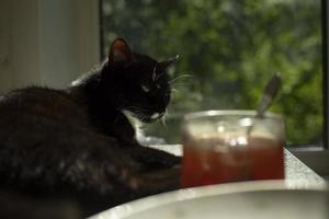 gatto è dire bugie su cucina tavolo. nero gatto su sfondo di finestra. animale domestico riposa su cenare tavolo. foto