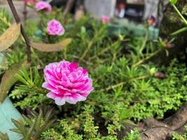 morbido messa a fuoco krokot rosa o rosa muschio è un ornamentale pianta quello è classificato come familia portulacaceae originario a partire dal Sud America. Questo pianta è anche chiamato un' nove stelle fiore foto