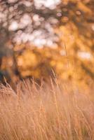 abstract soft focus tramonto campo paesaggio di fiori gialli ed erba prato caldo ora d'oro tramonto tempo di alba. primo piano tranquillo della natura di primavera estate e sfondo sfocato della foresta. natura idilliaca foto