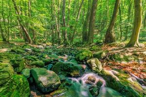 cascate su chiaro torrente nel foresta. estate montagna ruscello paesaggio, morbido luce del sole. escursioni a piedi e viaggio all'aperto avventura bosco, calma torrente. sereno natura avvicinamento, rocce, muschio fresco verde alberi foto