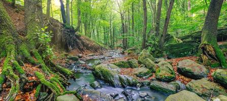 cascate su chiaro torrente nel foresta. estate montagna ruscello paesaggio, morbido luce del sole. escursioni a piedi e viaggio all'aperto avventura bosco, calma torrente. sereno natura avvicinamento, rocce, muschio fresco verde alberi foto