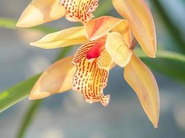 fiori primaverili, bellissima orchidea cymbidium foto