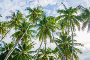 Noce di cocco albero a spiaggia e cielo foto