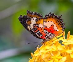 comune farfalla lacewing in un giardino foto