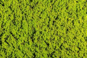 vivere verde. avvicinamento di impianti sfondo con brillantemente verde colore foto