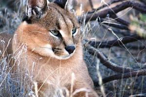 gatto selvatico caracal in namibia