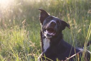 cane nero con l'orecchio teso
