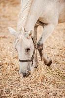 bellissimo bianca cavallo. avvicinamento di bellissimo bianca cavallo mangiare fieno mentre in piedi nel il campo foto