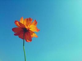 unico fiore arancione cosmo con cielo blu chiaro foto