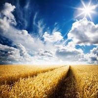 un campo di grano dorato sotto un cielo blu nuvoloso foto