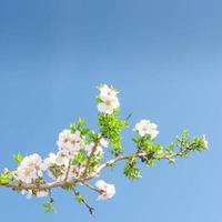 unico ramo fiorito di melo contro il cielo blu primaverile