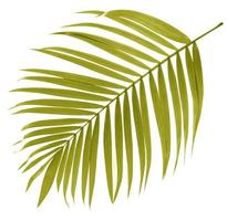 foglia di palma su sfondo bianco foto