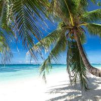 palma sulla spiaggia bianca, isola di boracay foto