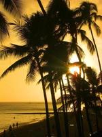 Hawaii palma albero tramonto foto