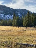 cervo nel Yellowstone foto