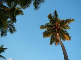 palme sulla spiaggia di las terrenas, penisola di samana foto