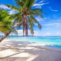 palma da cocco sulla spiaggia di sabbia bianca foto