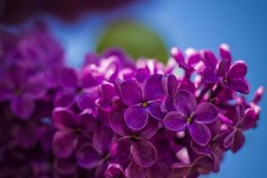 bellissimo e fragrante lilla nel il giardino. avvicinamento con un' copia di il spazio, utilizzando il naturale paesaggio come il sfondo. naturale sfondo. selettivo messa a fuoco. foto