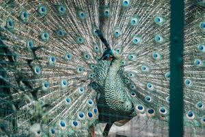 uccello di Paradiso nel un' gabbia foto