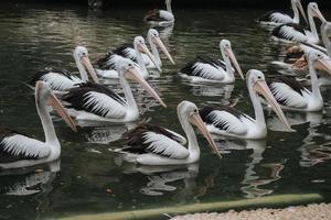 alcuni pellicani siamo nuoto su il acqua foto