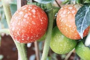 vicino su maturo pomodori siamo su il albero foto