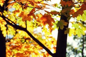 colorato luminosa le foglie caduta nel autunnale parco. foto